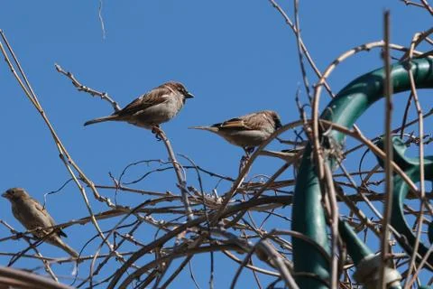 Small sparrow on twig closeup. Stock Photos