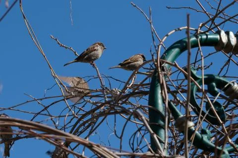 Small sparrow on twig closeup. Stock Photos