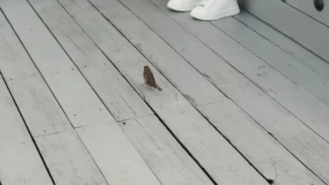 Small sparrow on weathered white deck hops along painted planks near casual Stock Footage 324704962