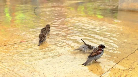 Small sparrows bathing and splashing in a shallow city puddle 스톡 동영상 336985479