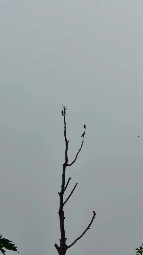 Small Sparrows Perched on Bare Tree Branch Stock Footage 340869024
