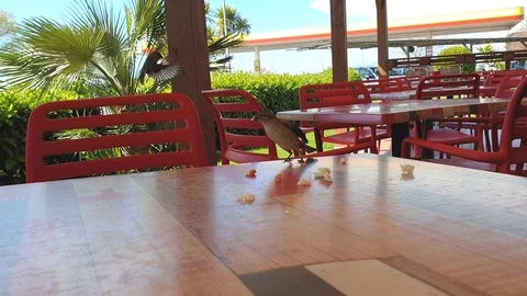 Small sparrows take pieces of bread left on a table close up shot Stock Footage 108732065