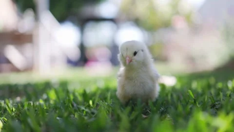 A small speckled chick pecks at the green grass Stock-Footage 333763698