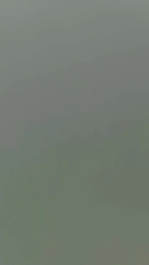 A small speckled chick pecks at the green grass Stock Footage 334590272