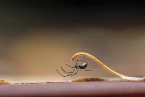 Small spide clinging to the stem of a leaf. Stock Photos