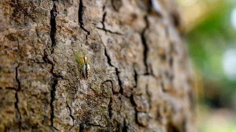 Small spider on the bark of the tree. Stock Photos