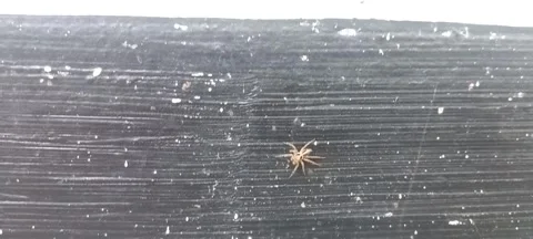 A small spider on a black painted wall Stock Footage 324845381