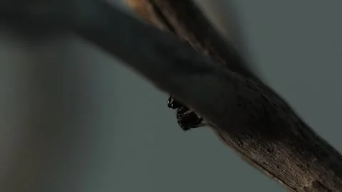 Small spider on a branch. Stock Footage 265246293