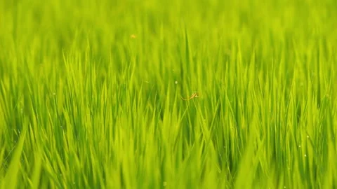 A small spider building a web across rice seedlings in a paddy field at dusk. Video stock 278378255