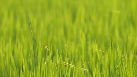 A small spider building a web across rice seedlings in a paddy field at dusk. Video stock 278378267