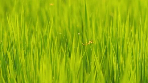 A small spider building a web across rice seedlings in a paddy field at dusk. Video stock 278378295
