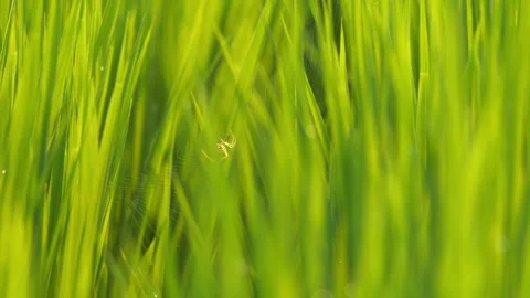 A small spider building a web across rice seedlings in a paddy field at dusk. Video stock 278378301