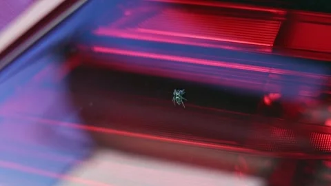 A small spider on a car tail light Stock Footage 244888624