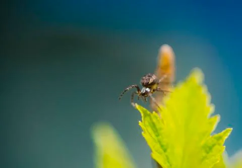 A small spider is caught on a green leaf. Stock Photos