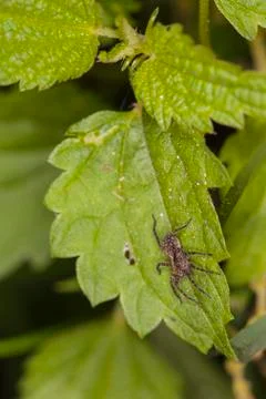 Small spider climbing up a leaf 写真素材