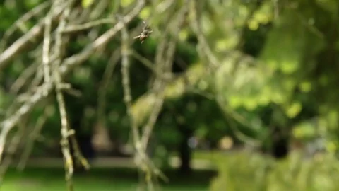 Small spider climbs up to branches Stock-Footage 76430910
