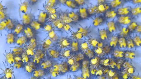 Small Spider Colony Stock Footage 331927684