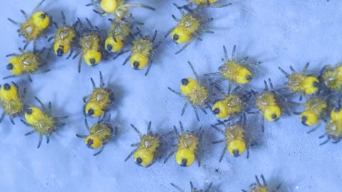 Small Spider Colony Stock Footage 332071124