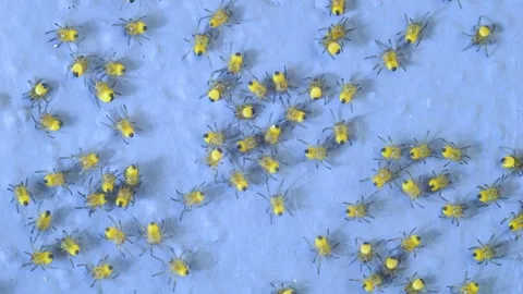 Small Spider Colony Stock Footage 332423943