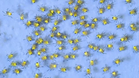 Small Spider Colony 스톡 동영상 337406903