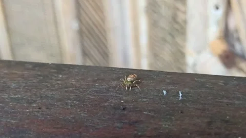 A small spider colored in a green hue Stock Footage 231683721