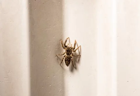 Small spider in the corner of a room. Stock Photos