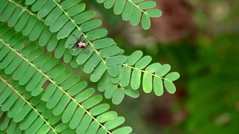 A small spider is crawling on green leaves. slow motion Stockbeeldmateriaal 138812451