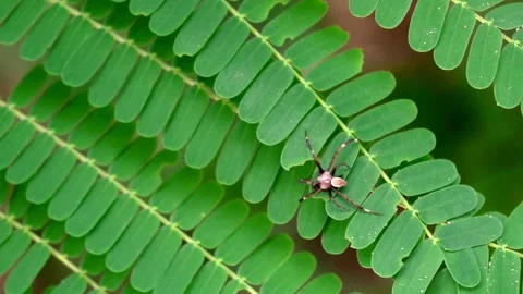A small spider is crawling on green leaves. slow motion Vídeo Stock 138812657