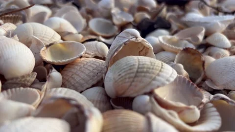 Small spider crawling on many mollusk seashells. Shell deposits. Macro Stock Footage 233145205