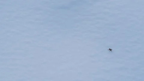 Small Spider Crawling Slowly in the Snow Stock Footage 289895126