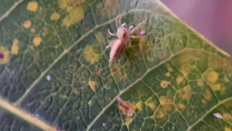 Small spider crawling on textured green leaf in soft focus macro shot Vídeo Stock 347729700