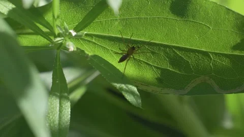 Small Spider Crawling on Underside of Green Leaf - 4K Macro Slow Motion Vídeos de archivo 335699867
