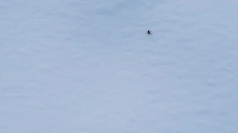 Small Spider Crawling Very Slowly in the Snow Stock Footage 289895493