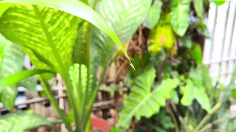 Small Spider Crawling on Web Under Green Leaf 動画素材 340122664