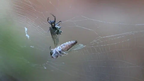Small spider crawls away from big fly in web Stock Footage 114581835