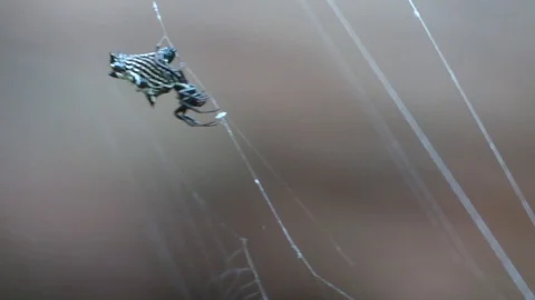 Small spider crawls towards a big fly in web side view Stock Footage 114582026
