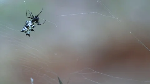 Small spider crawls towards a big fly in web Stock Footage 114582029