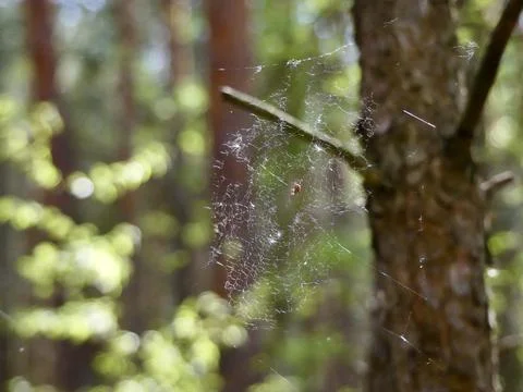 Small spider creating intricate web in sunlit forest Stock Photos