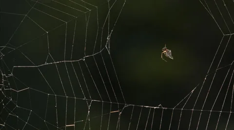 A small spider dangling in the middle of its spiderweb Stock Footage 53306608