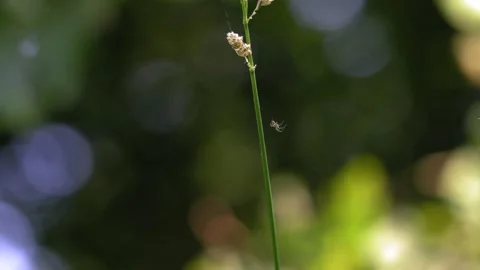 Small Spider Dangling from a Silk Thread on a Plant - 4K Slow Motion Nature Видео 337496505