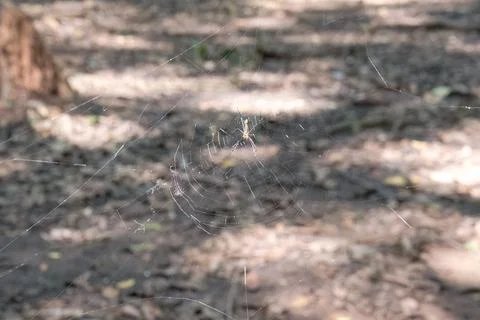 Small spider on delicate web with blurred forest background Stock Photos