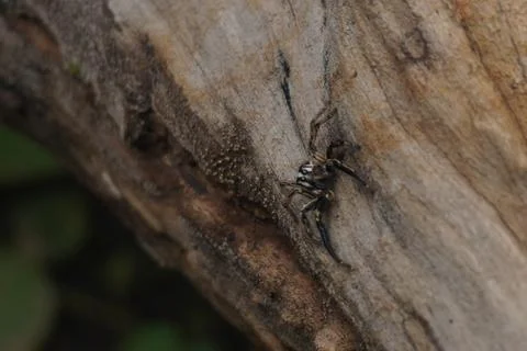 A small spider, delicate yet powerful, spins intricate webs Stock-Fotos