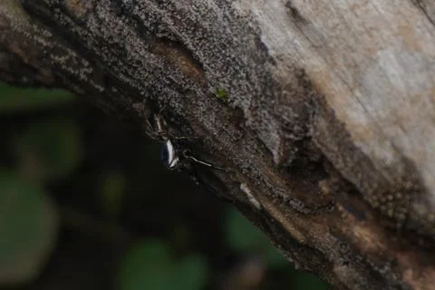 A small spider, delicate yet powerful, spins intricate webs Stock Photos