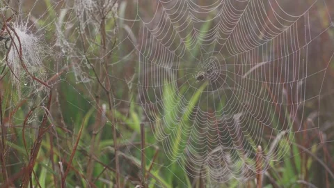 Small spider in dew-covered web in autumn Stock Footage 317145757