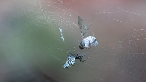 Small spider eating a large fly in web Stock Footage 114582173