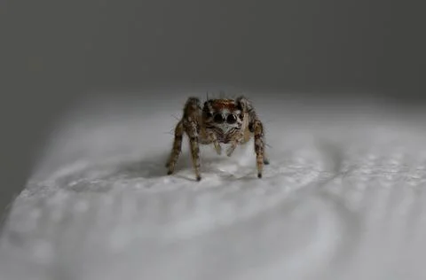 Small spider explores textured surface in quiet indoor setting during soft .. Stock Photos