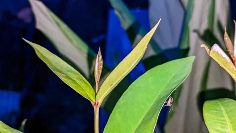 Small spider exploring the tip of a green leaf. Stock Photos