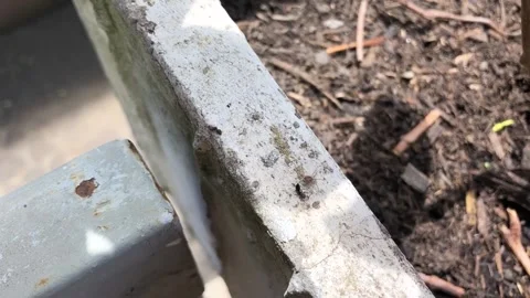 A small spider fights an ant Stock Footage
