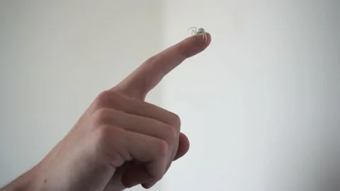 Small spider on the finger macro video. Arachnids close-up. Stock Footage 234084659