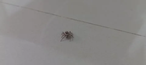 A small spider on the floor Stock Footage 324845374